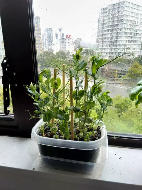 Windowsill Vegetable Gardening 10