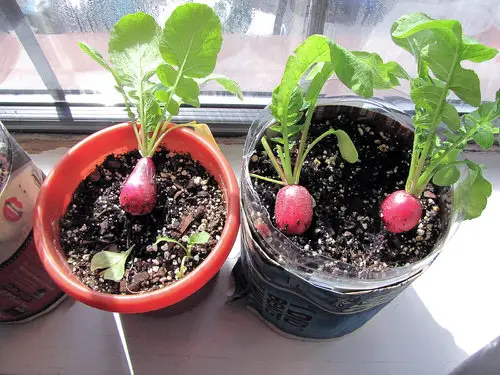 Windowsill Vegetable Gardening 10