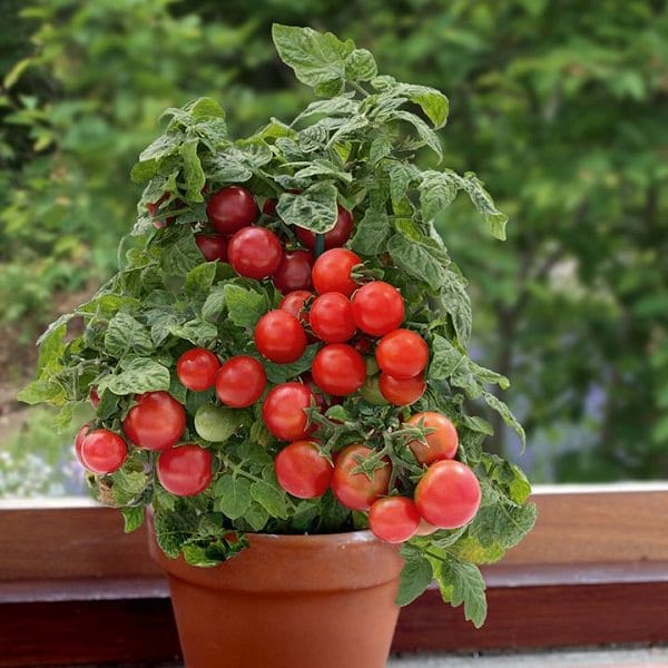 Windowsill Vegetable Gardening | 11 Best Vegetables To Grow On