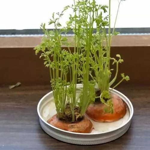 Windowsill Vegetable Gardening 6