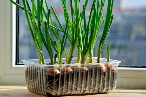 Windowsill Vegetable Gardening