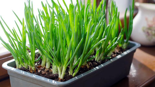 Fast Growing Leafy Green Vegetables in pot