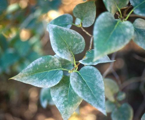 Cinnamon Uses in the Garden Get Rid of Fungal Diseases