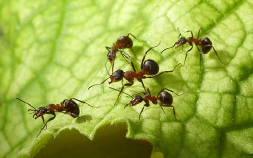 Cinnamon Uses in Deter Ants
