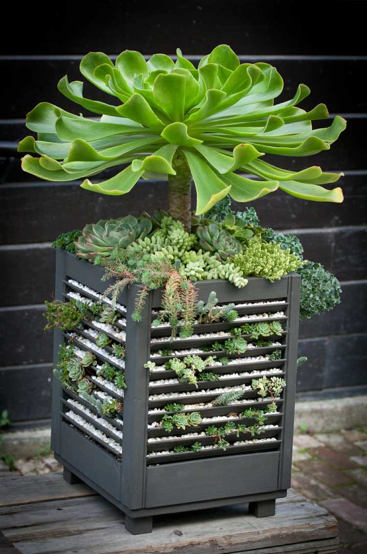 15 Best Indoor Succulent Planting Ideas That Can Beautify