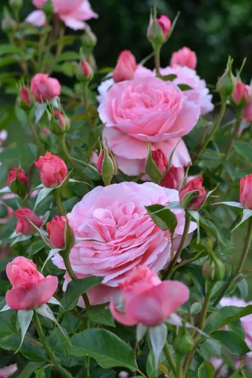 Roses love tea leaves