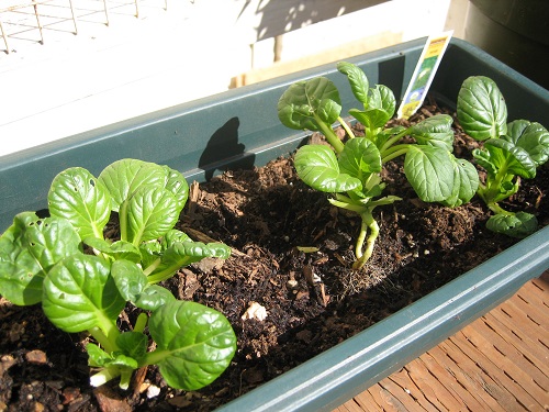 top Rapidly Growing Vegetables for Efficient Harvesting