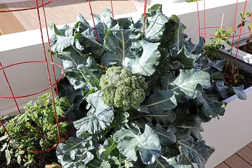 Amazing Rapidly Growing Vegetables for Efficient Harvesting