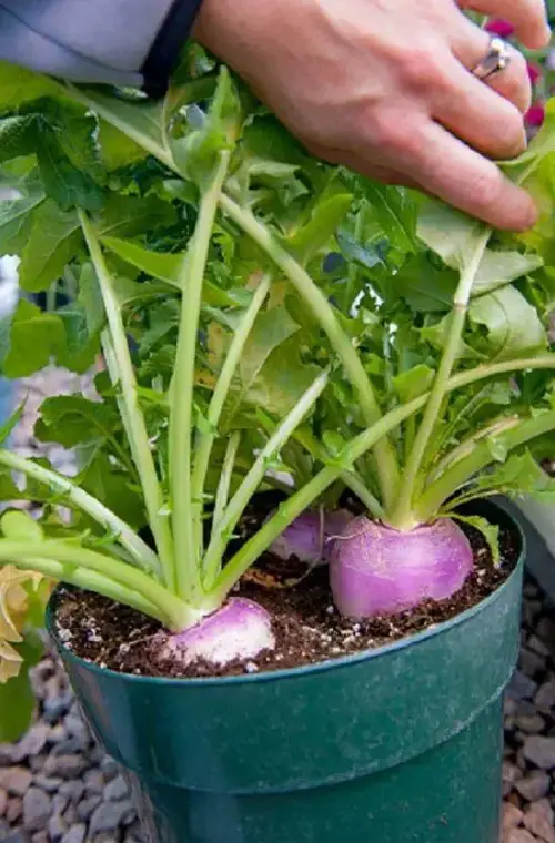 Quick Harvesting Fast-Growing Vegetables
