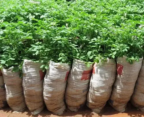 Grow Vegetables in Burlap Sacks or Bags
