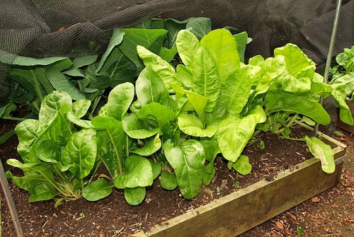 Fast Growing Vegetables o