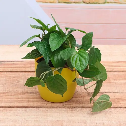 Best Indoor Vines & Climbers Betel Leaf Plant