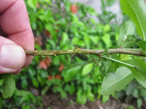 Propagate Plants to Multiply Them