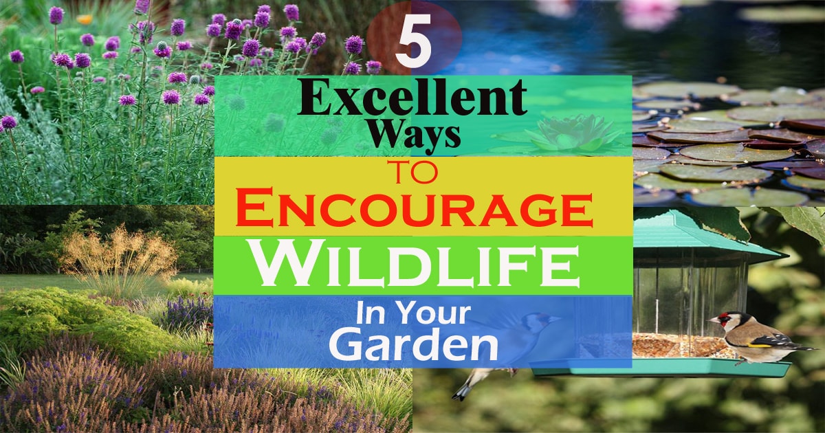 5 Ways to Encourage Wildlife into your Garden | Balcony Garden Web