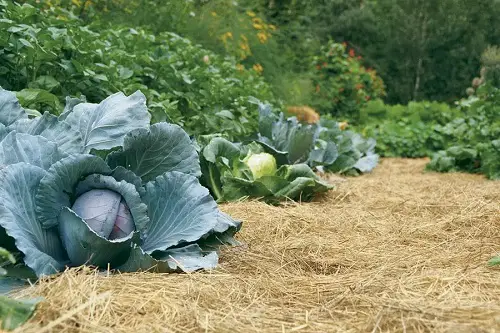 Mulch the Ground to Save Money