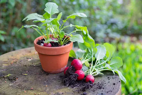 Amazing Fast Growing Vegetables for Quick Harvest