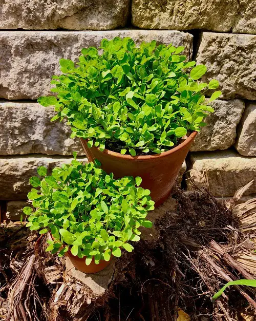 Top Medicinal Plants and Their Advantages