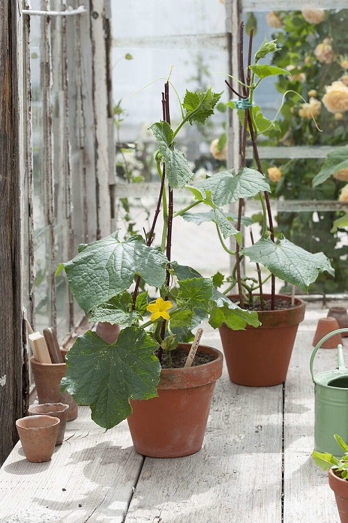 Growing Vegetables for Efficient Harvesting