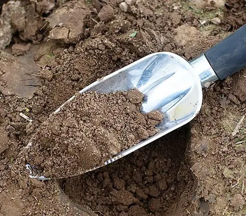 sugar use Get Rid of Nematodes