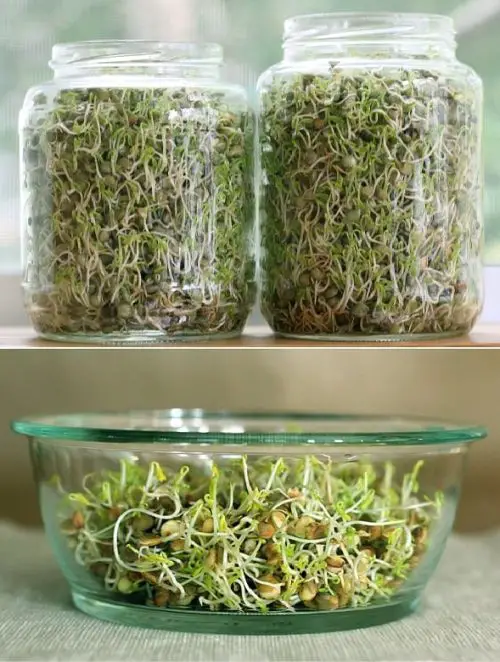 Sprouts-on-windowsill Quick Harvesting Vegetables with Rapid Growth