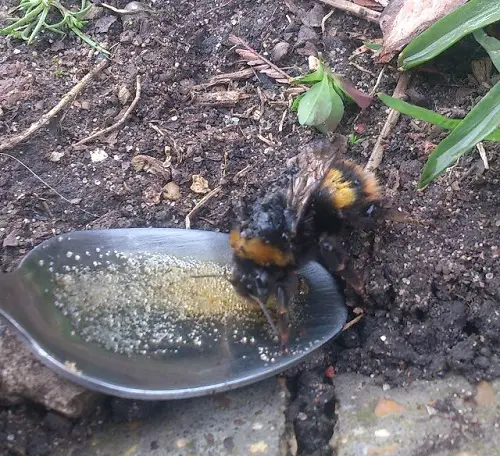 Sugar Water for Beneficial Insects