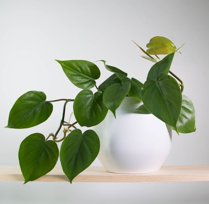 11 Best Indoor  Vines And Climbers You Can Grow Easily In 