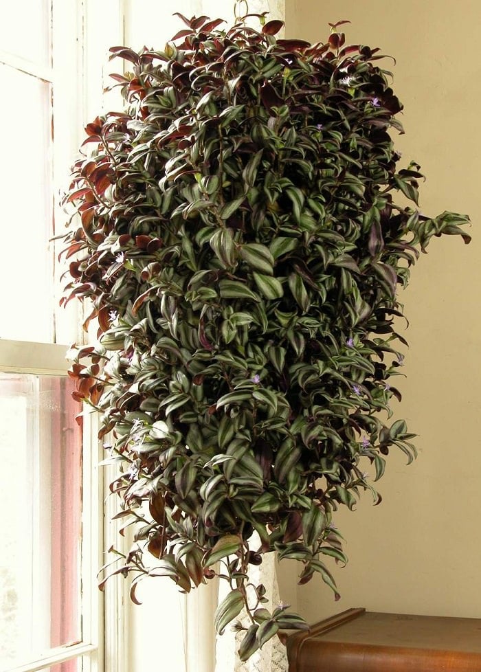 11 Best Indoor Vines And Climbers You Can Grow Easily In