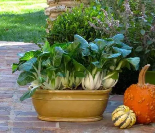Quick Harvesting Vegetables with Rapid Growth