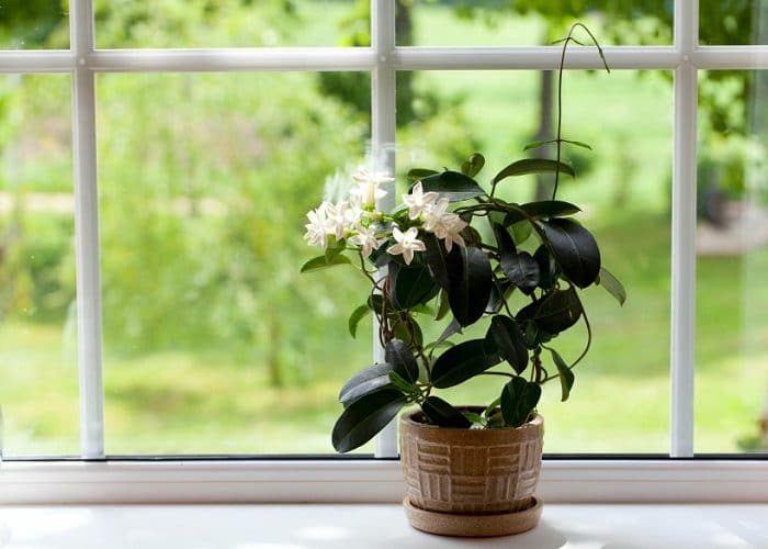 11 Best Indoor Vines And Climbers You Can Grow Easily In