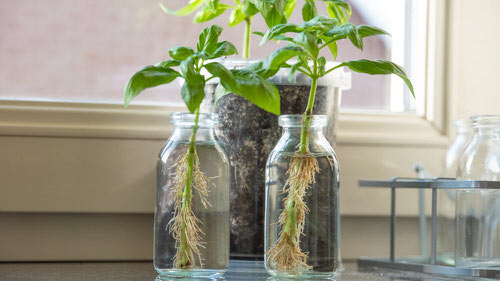 Best Indoor Herbs and Vegetables You Can Grow in Water 11