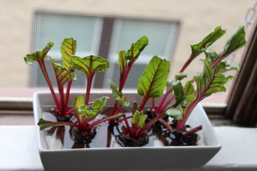 Best Indoor Herbs and Vegetables You Can Grow in Water 9