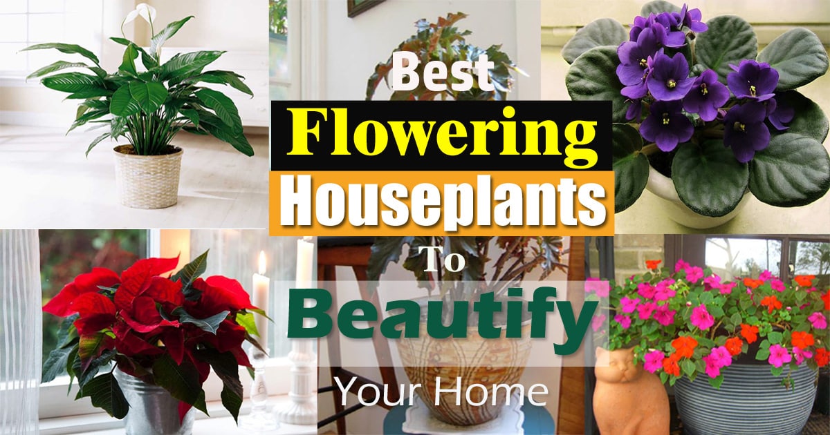 download best house plants