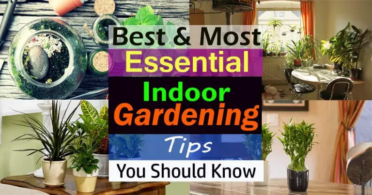 Best & Most Essential Indoor Gardening Tips You Should Know Best & Most Essential Indoor Gardening Tips You Should Know