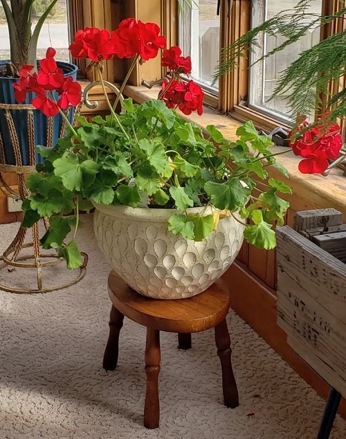 Indoor Geranium Plant Care