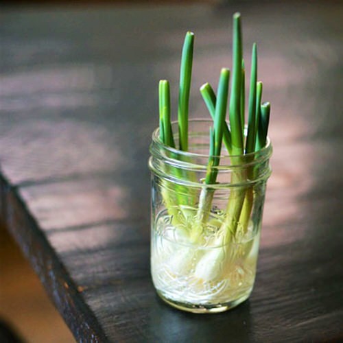 Best Indoor Herbs and Vegetables You Can Grow in Water