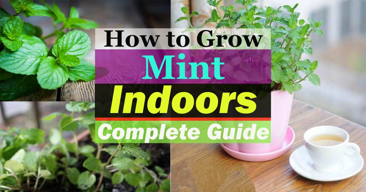 Growing Mint Indoors & How To Care For It | Balcony Garden Web