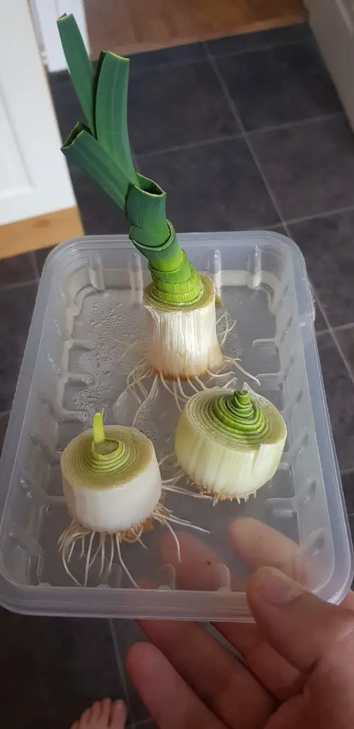 Best Indoor Herbs and Vegetables You Can Grow in Water15