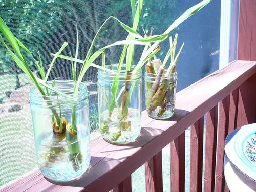 Best Indoor Herbs and Vegetables You Can Grow in Water 7