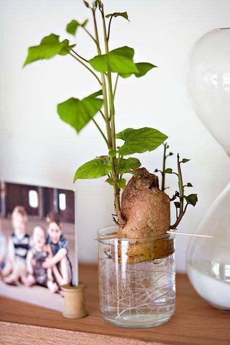 Best  Indoor Herbs and Vegetables You Can Grow in Water 14