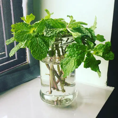Best  Indoor Herbs and Vegetables You Can Grow in Water 10