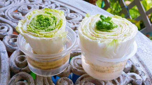 Best  Indoor Herbs and Vegetables You Can Grow in Water 12