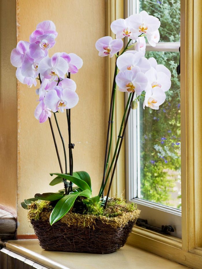 17 Best Flowering Houseplants Balcony Garden Web
