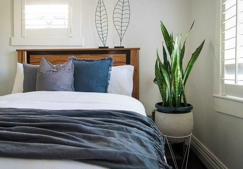 Best Indoor Succulents To Grow At Home 6