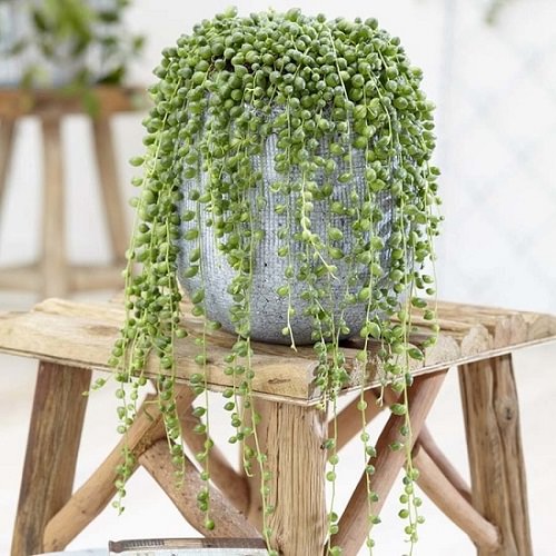 The Best Indoor Succulents for Home Growing 1