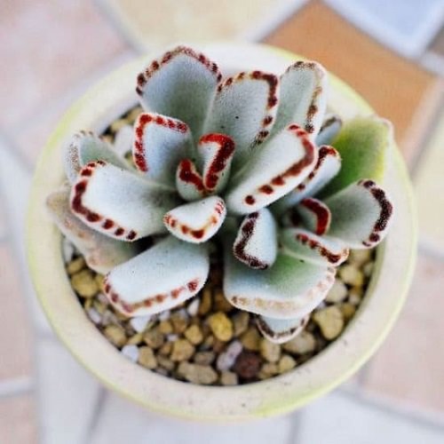 Best Indoor Succulents 2
