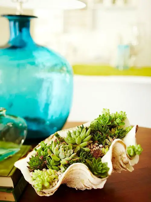 Display a Sea Shell Planter