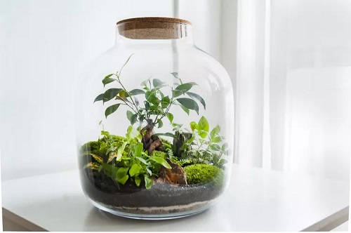 Make a Mini Terrarium indoor 
