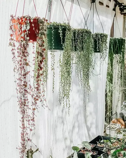 Indoor Garden Line Up Trailing Plants