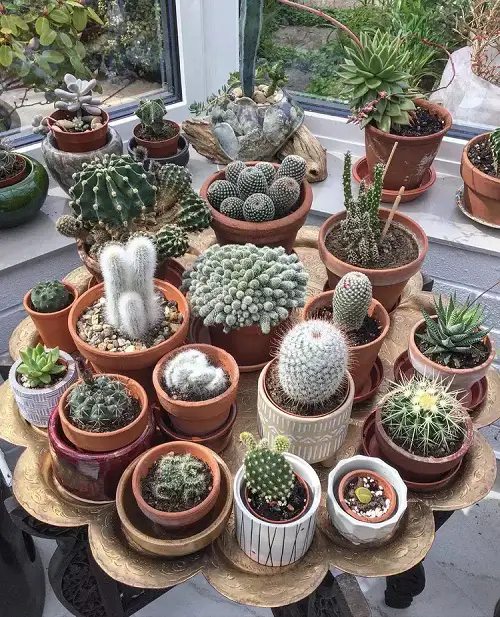 indoor garden Add a Succulent Table