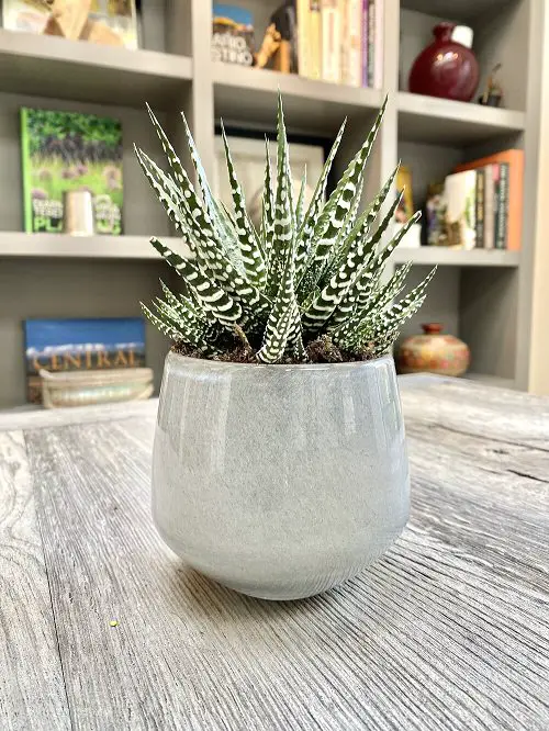 top best Indoor Plants that Don't Need Water Before a Month